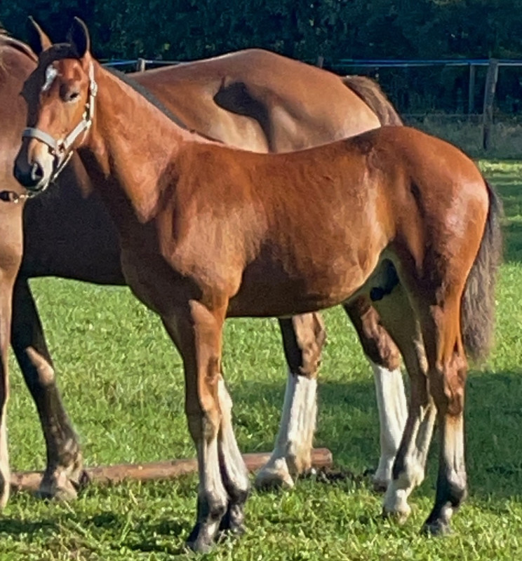 Vente de cheval : HEYDEN DES BRETTES